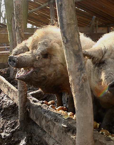 Schlachten schwein mädchen Schlachtung
